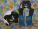 VENDO HANS Y CASCO OMP  BUEN PRECIO 