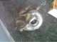colectores g60 turbo golf 1.8 8v turbo mk2